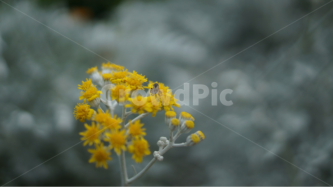 꽃,꽃과벌,꽃위의벌,노란꽃,벌,bee,flower,honeybee,식물,자연,plants,nature,꽃,flower