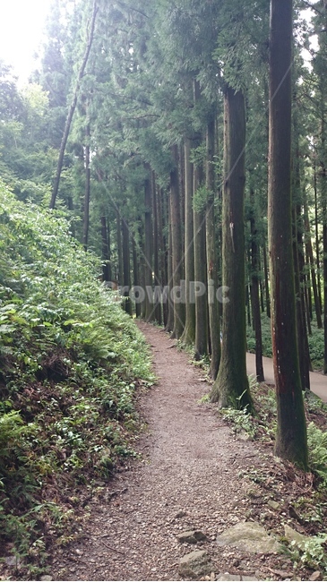 tree,나무,plant,식물,오솔길,비갠후,산길,흙길,초목,자연,삼림지