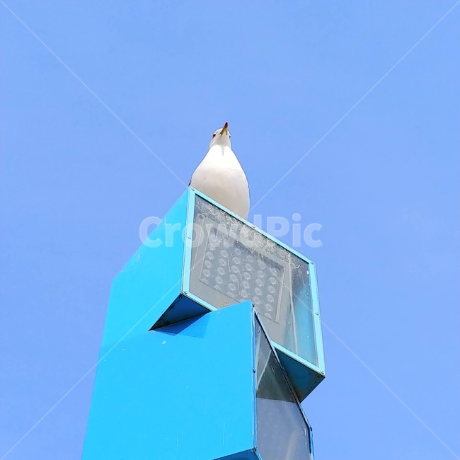 갈매기,새,파란하늘,조류,바닷가
