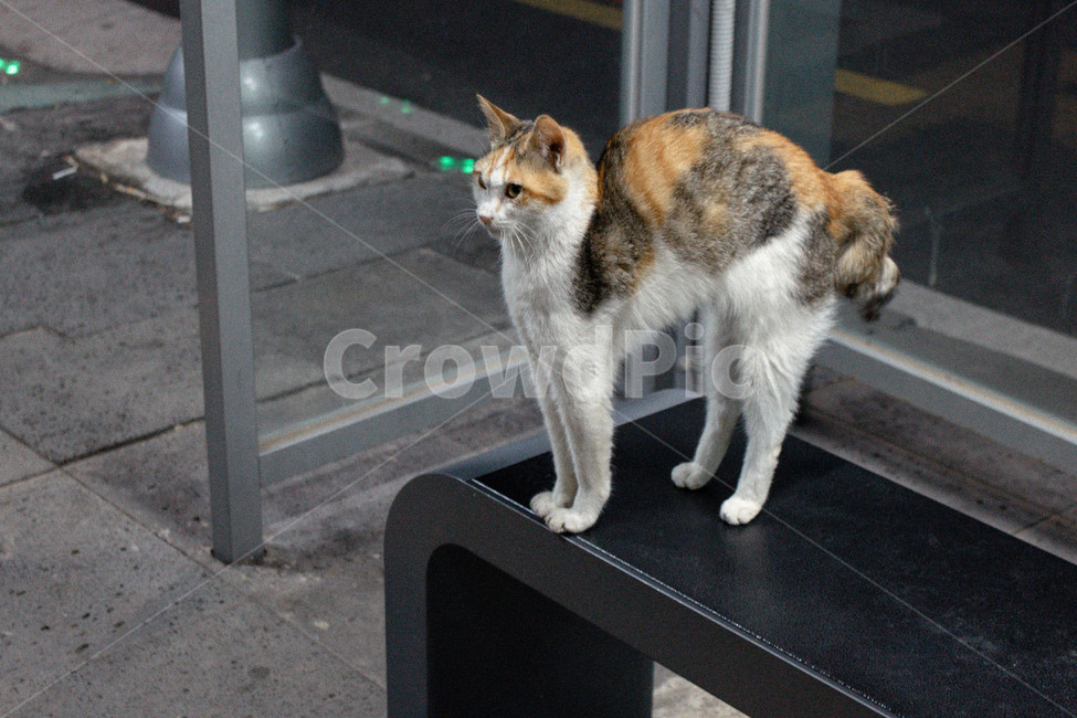 고양이,야옹이,자세,포즈,동물,동물,animal,포유류,mammal,고양이,cat,kitten,kitty