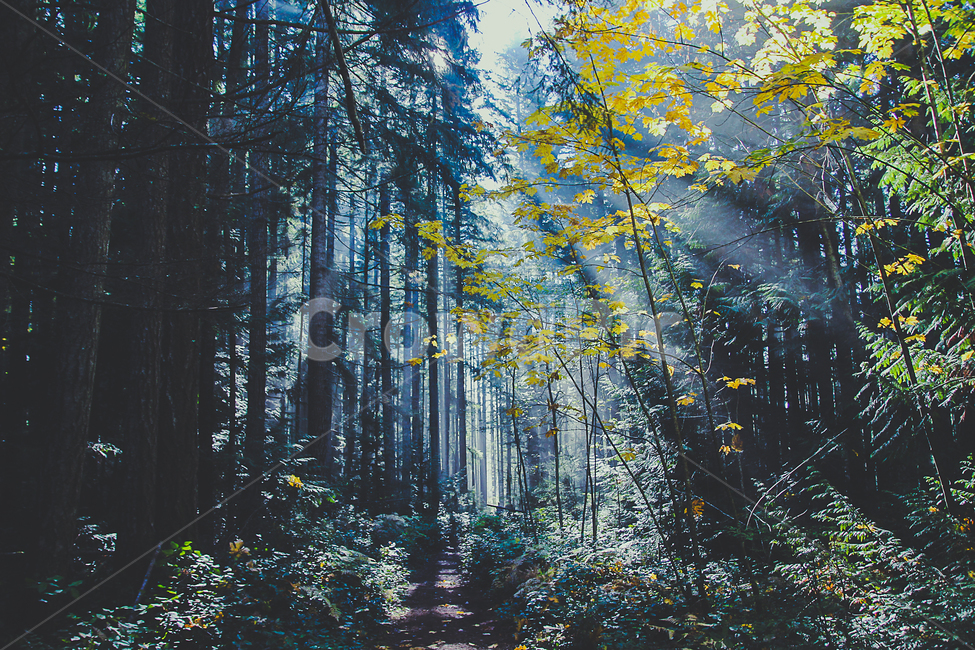 숲속,숲,자연,나무,나무숲,자연,풍경,nature,landscape,휴식,힐링,rest,relaxation,healing,plant,식물,tree,vegetation,초목