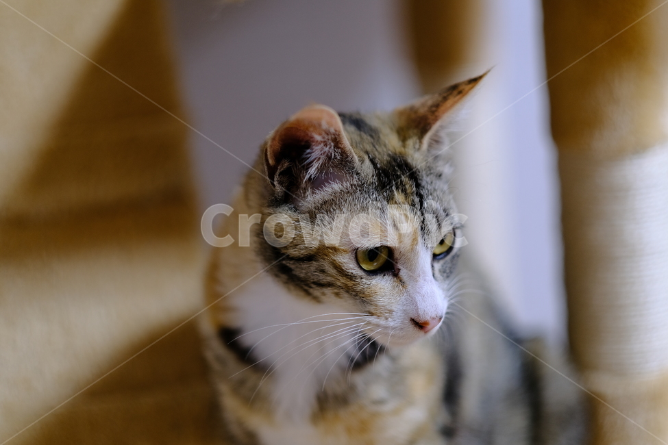 애완동물,반려동물,고양이,아깽이,새끼고양이,cat,동물,animal,포유류,mammal,고양이,cat,kitten,kitty