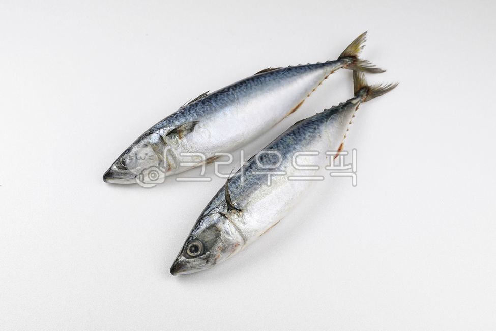 fish,mackerel,fresh mackerel