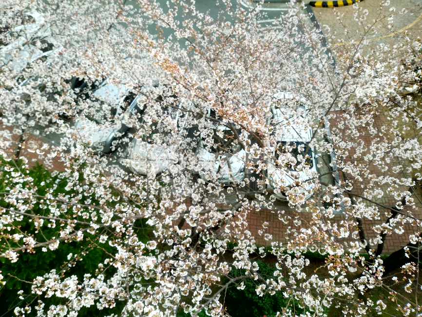 spring,flower,tree,branch,벚나무,벚꽃,봄,나무,나뭇가지