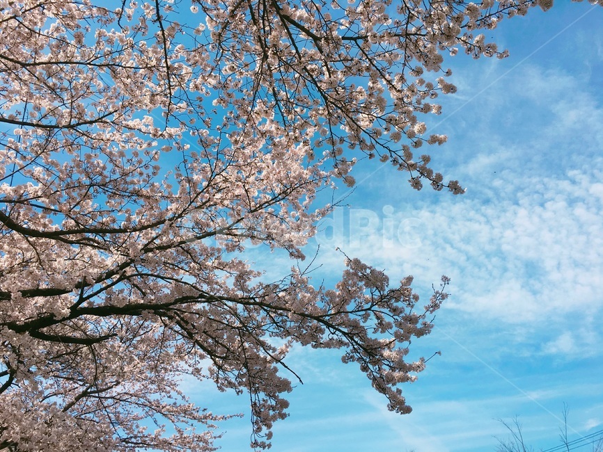 cherryblossom,blossom,꽃,벚꽃,봄,spring,식물,자연,plants,nature,꽃,flower,나무,trees,wood