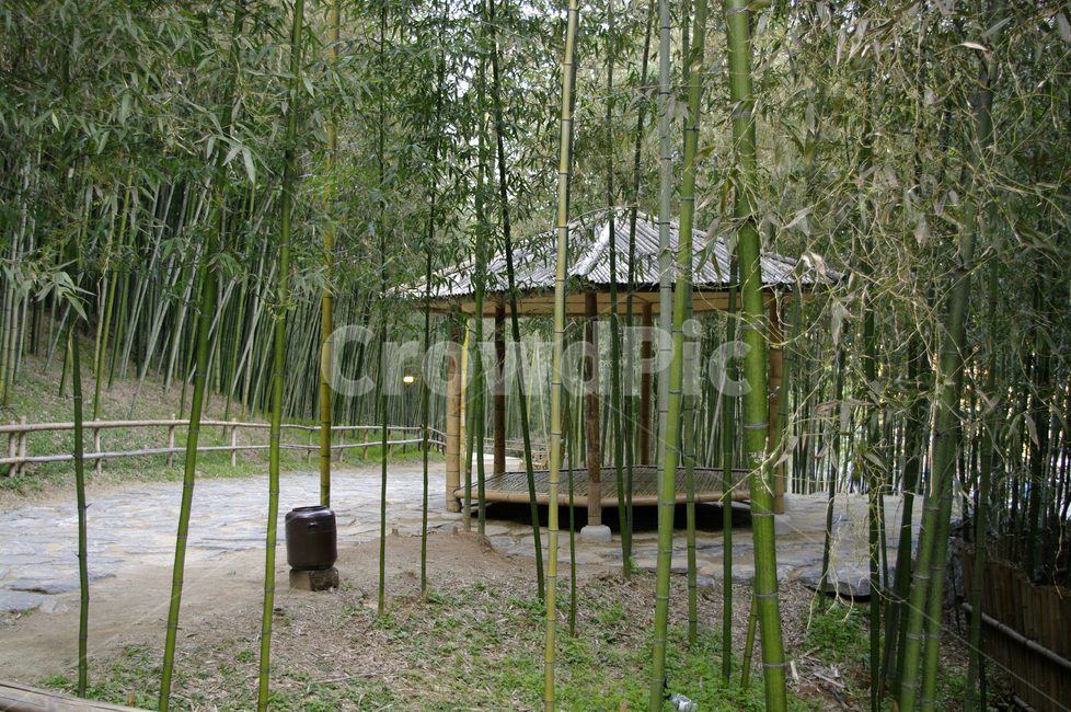 길,죽녹원,대나무,숲,식물,나무,정자,자연,풍경,nature,landscape,plant