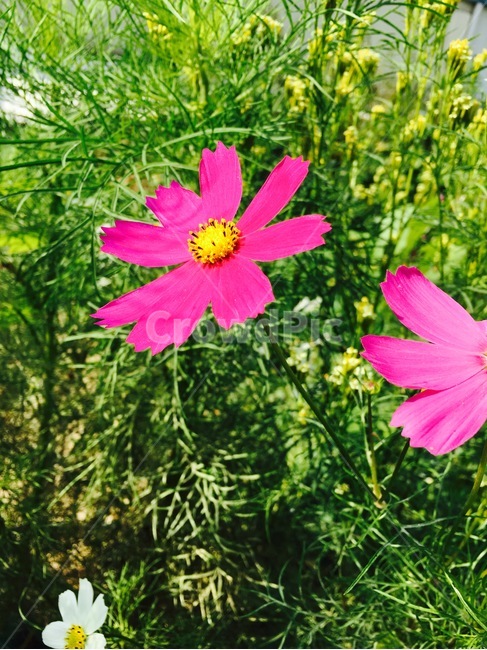 코스모스,풀,식물,꽃,여름,이쁜꽃,자연,풍경,nature,landscape,식물,plants,꽃,flower,plant,blossom,petal,꽃잎,geranium,제라늄