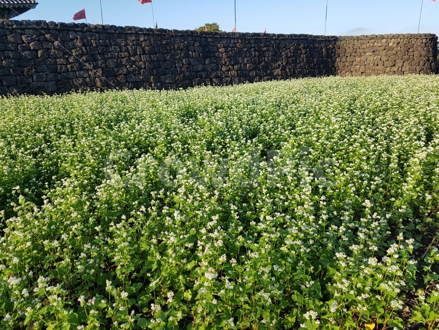 메밀꽃,꽃,풍경,하늘,돌담,식물,자연,plants,nature,꽃,flower,한국전통,한국문화,korean traditional,korean culture