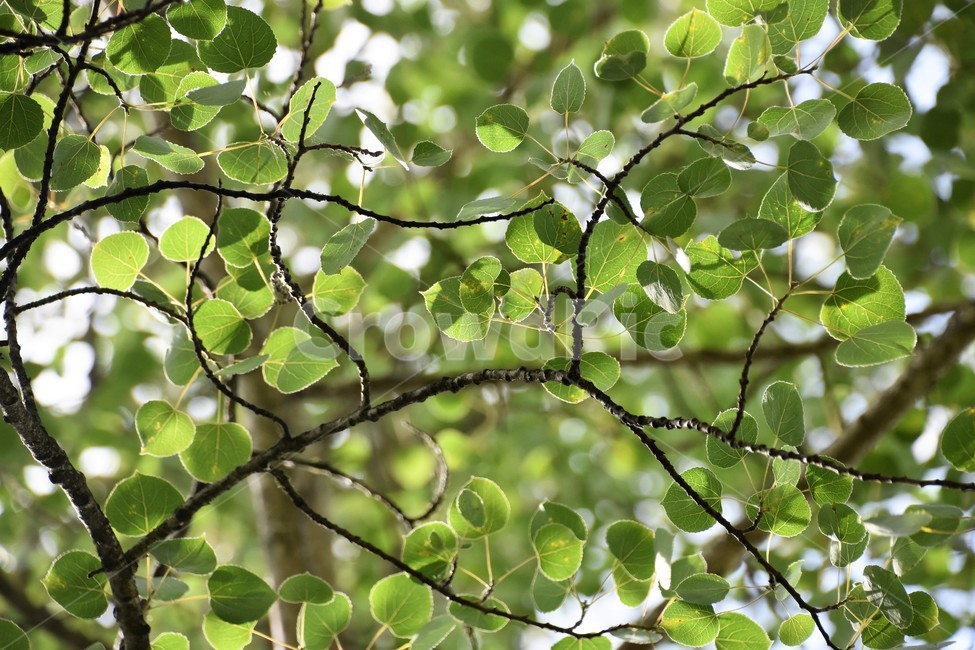 나뭇잎,자연,나무가지,푸르름,숲정경,식물,자연,plants,nature