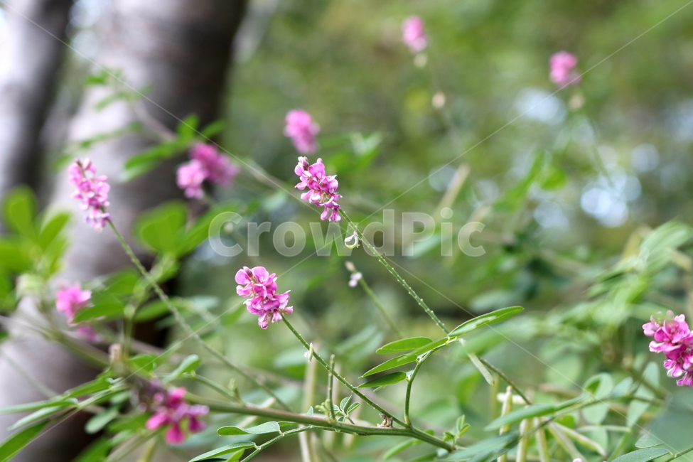 싸리나무,나무,꽃,식물,자연,풍경,콩과식물,야생화,식물,자연,plants,nature,꽃,flower