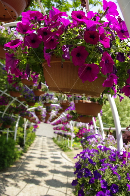 꽃길,꽃터널,자주색,나팔꽃,여름,예쁜길,식물,자연,plants,nature,꽃,flower