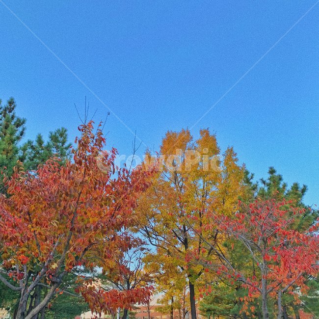 가을,나무,식물,tree,풍경,plant