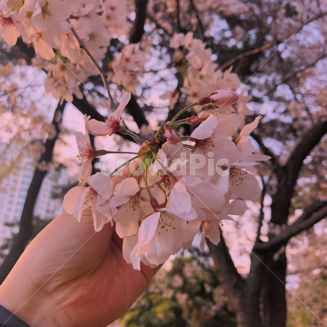 벚꽃,봄,꽃,분홍,자연,하늘,식물,pink,spring,flower,나무,봄,계절,spring,season,plant,blossom,cherry blossom