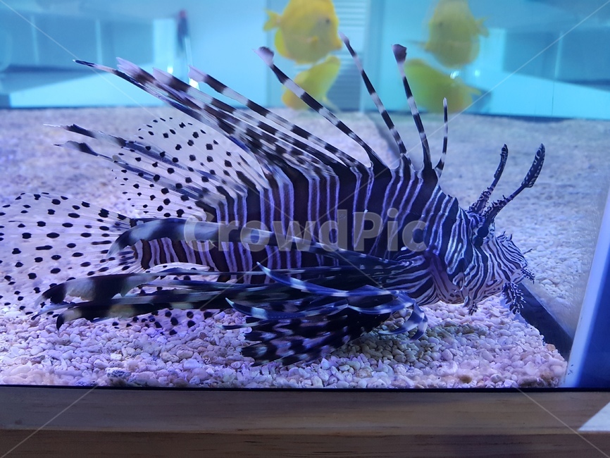 물고기,특이하다,검정물고기,fish,수족관,카페,수족