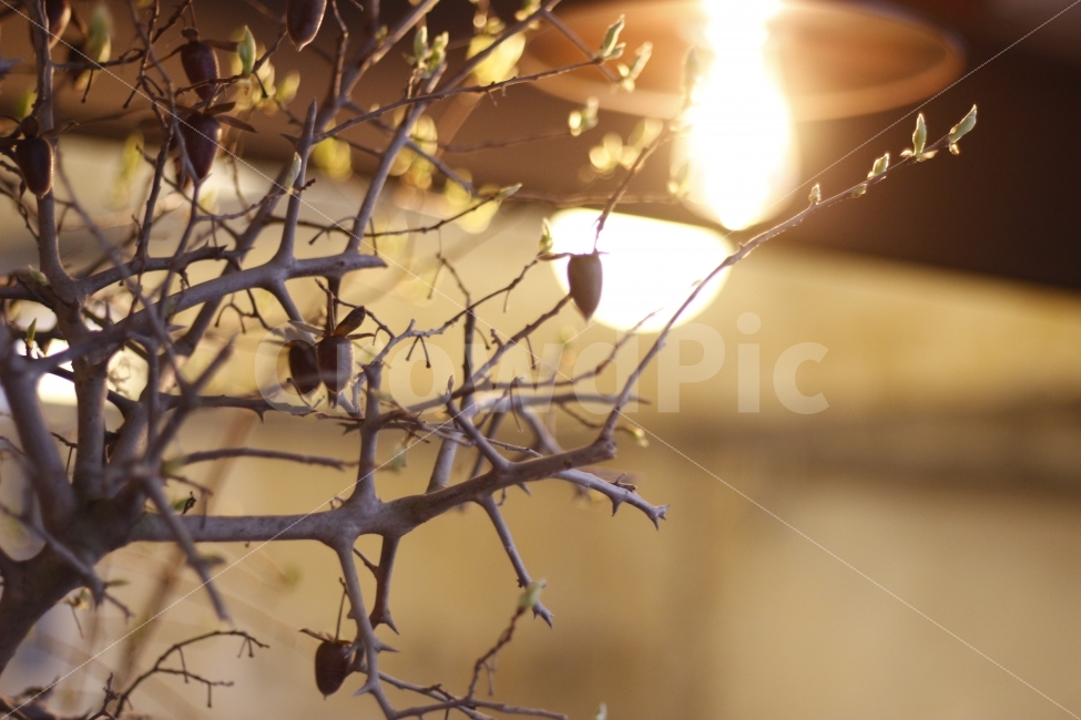 카페,조명,인테리어,나무,도토리,식물,cafe,light,interior,tree,식물,자연,plants,nature