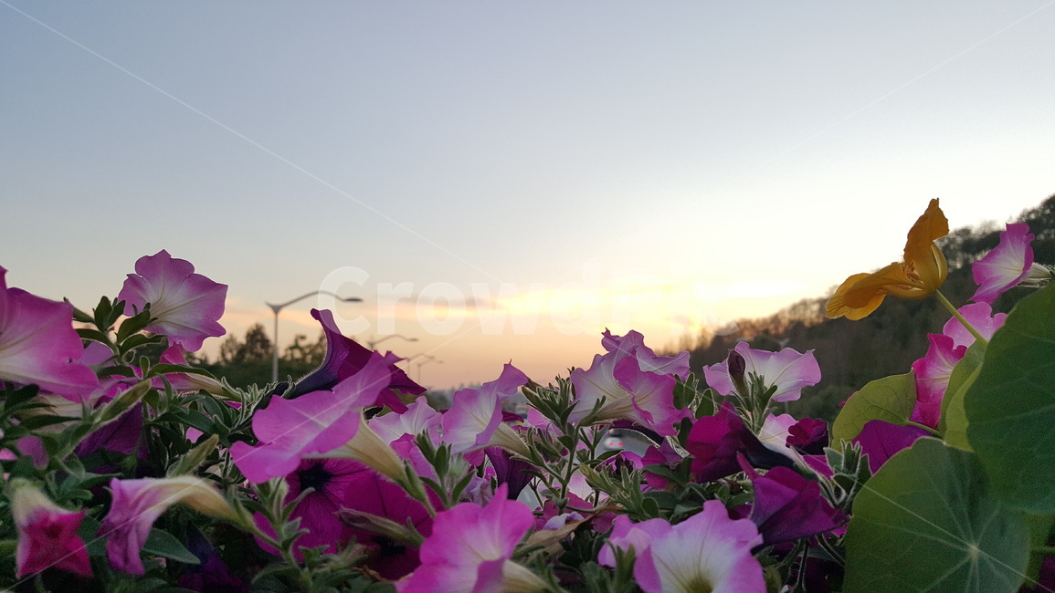 하늘공원,꽃,나팔꽃,풍경,서울,공원,저녁,자연,풍경,nature,landscape,식물,plants,꽃,flower,plant,geranium,제라늄,blossom