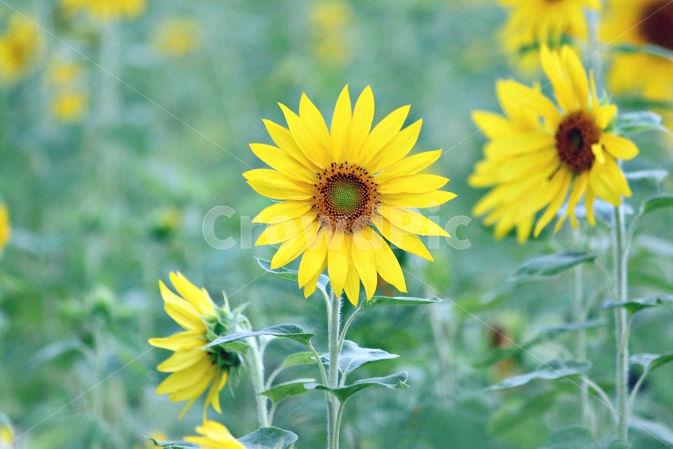 해바라기,꽃,자연,노랑,yellow,plant,식물,flower,sunflower,nature,식물,자연,plants,nature,꽃,flower