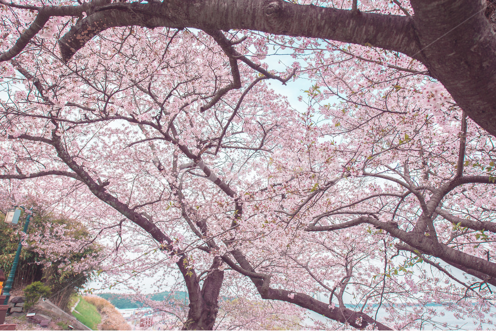 봄꽃,자연,벚꽃,풍경,꽃,봄,계절,spring,season,식물,자연,plants,nature,꽃,flower,나무,trees,wood,색깔,색상,색채,색감,color sense,color sensitivity,feeling of color,plant