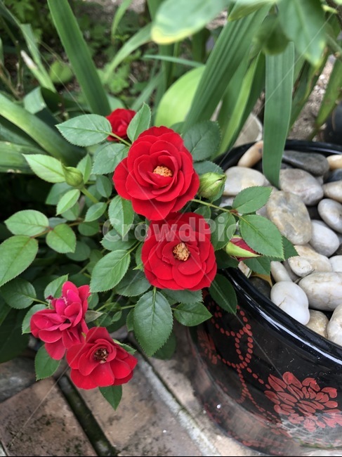 plant,식물,꽃,장미,들장미,화분,식물,자연,plants,nature,꽃,flower