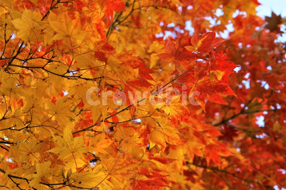 가을,단풍,단풍잎,단풍나무,나무,하늘,가을,계절,fall,autumn,season,식물,자연,plants,nature,leaf,잎,plant,tree,maple