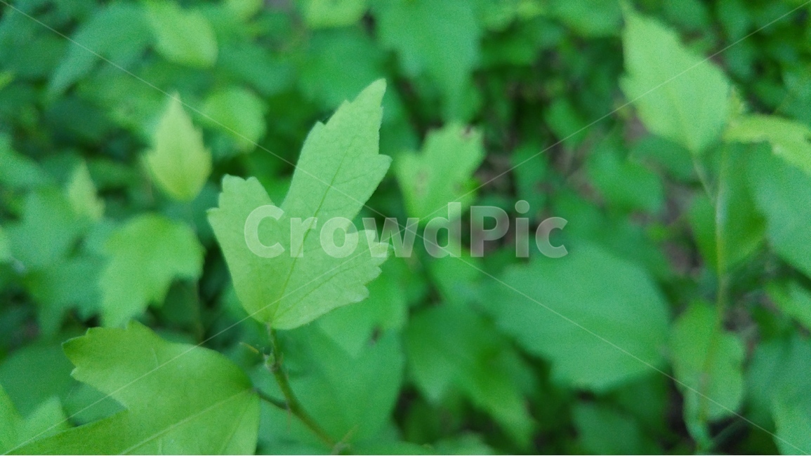 녹색,자연,배경,초록,신선함,식물,자연,plants,nature