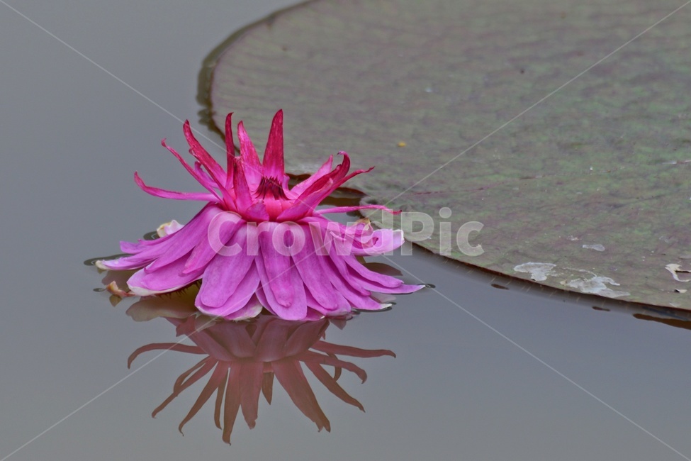 plant,식물,blossom,flower,꽃,수련,연꽃,반영,야화,연못,연잎,빅토리아연,빅토리아연꽃