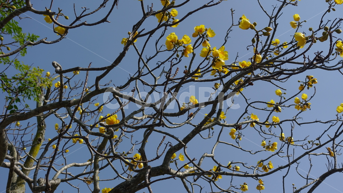 summer,outdoor,여름,야외,plant,식물,꽃,blossom