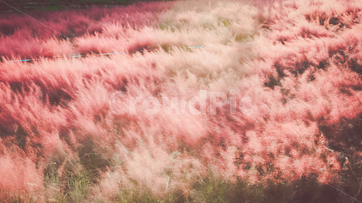 핑크뮬리,가을,핑크,꽃,풍경,가을,계절,fall,autumn,season,자연,풍경,nature,landscape,plant,식물