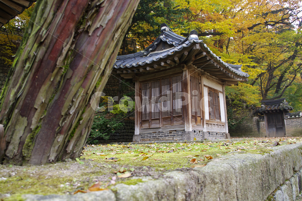 창덕궁,창덕궁후원,의두합,고궁,건축,전통건축,traditional,전통,가을,fall,나무,식물,plant,단풍,가을,계절,fall,autumn,season,한국전통,한국문화,korean traditional,korean culture,건축물,건물외관,exterior,building,structure,architecture,construction,outdoors,옥외