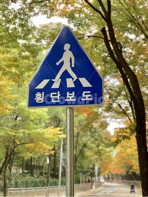 횡단보도,표지판,안내판,교통,도로,crosswalk,sign,가을,계절,fall,autumn,season,기호,road sign,도로 표지판