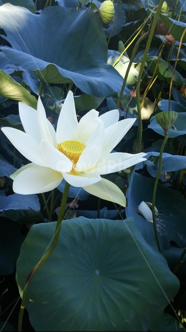 연꽃,연잎,꽃,자연,가을,봄,식물,자연,plants,nature,꽃,flower