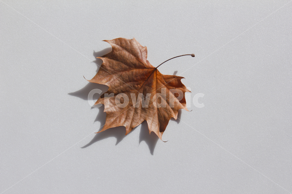 메이플잎,단풍,단풍잎,낙엽,잎,잎사귀,나뭇잎,자연,식물,갈색,브라운,탑,탑뷰,탑앵글,흰배경,가을,메이플,플라타너스
