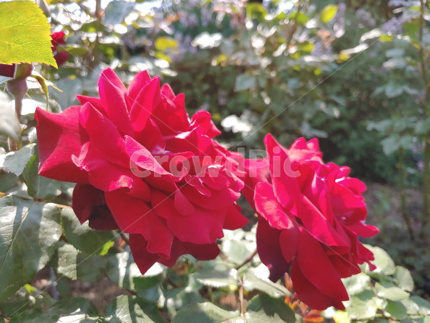 장미,봄꽃,식물,빨간장미,꽃,식물,자연,plants,nature,꽃,flower