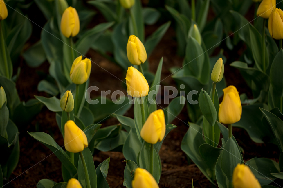튤립,꽃,봄,봄꽃,식물,야외,실외,도심공원,봄,계절,spring,season,식물,자연,plants,nature,꽃,flower,plant,blossom