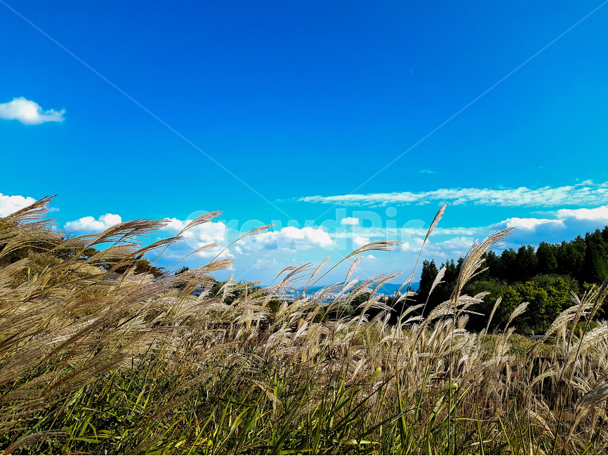 영인산,억새,가을,풍경,파랑하늘,구름,가을,계절,fall,autumn,season,자연,풍경,nature,landscape,식물,plants,grass,잔디,plant,lawn,reed,갈대
