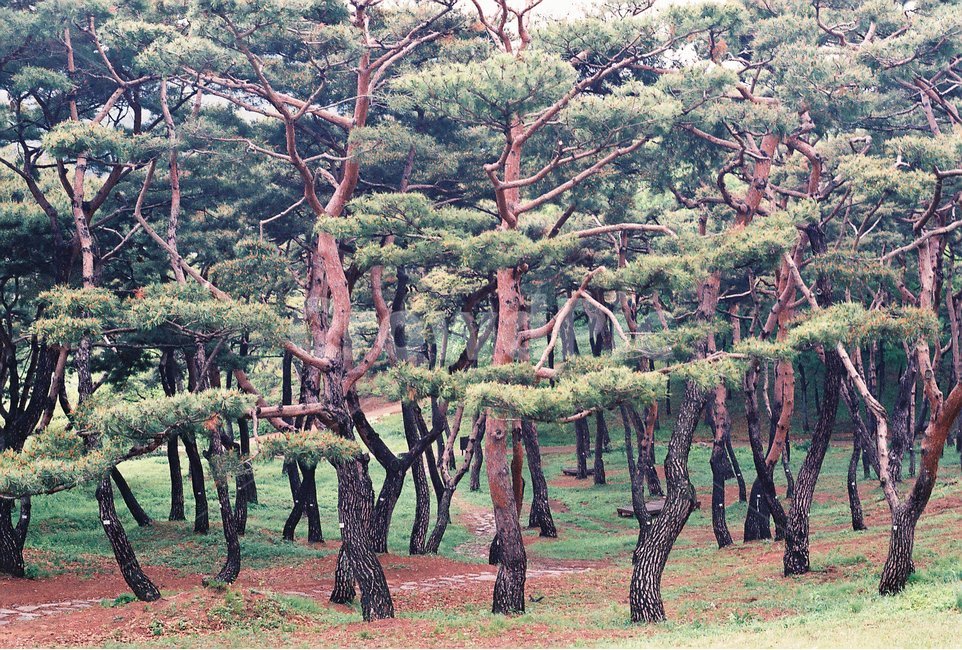 솔밭,소나무,소나무숲,감성,필름,풍경,자연,풍경,nature,landscape,한국자연풍경,한국자연경관,korea nature landscape,식물,plants,나무,trees,wood,plant,tree,tree trunk,나무 줄기