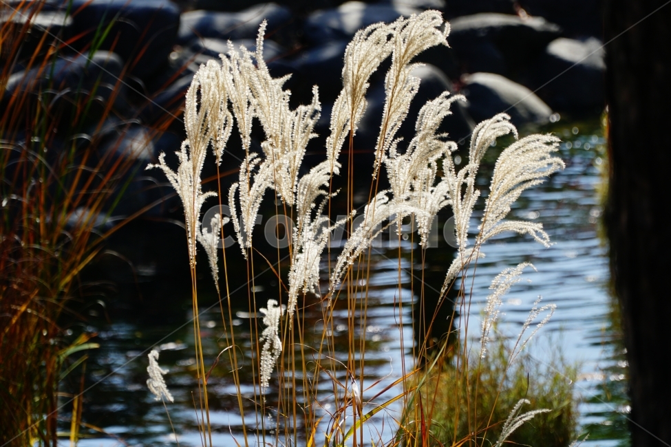 억새풀,갈대,식물,자연,풀,시냇물,흐르는물,나무,습지,수풀,풍경,nature,landscape,plants,감성,한국자연,한국,계곡,한국적인,korea,물결,돌,바위,감성사진,스냅,스냅사진,snap,snapshot,계절,season,가을,fall,autumn,tree,11월,November,한국풍경,가을,계절,fall,autumn,season,식물,자연,plants,nature,grass,잔디,plant,lawn,reed