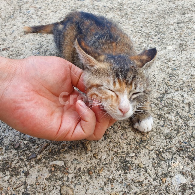 고양이,아기고양이,코숏,귀여움,심쿵
