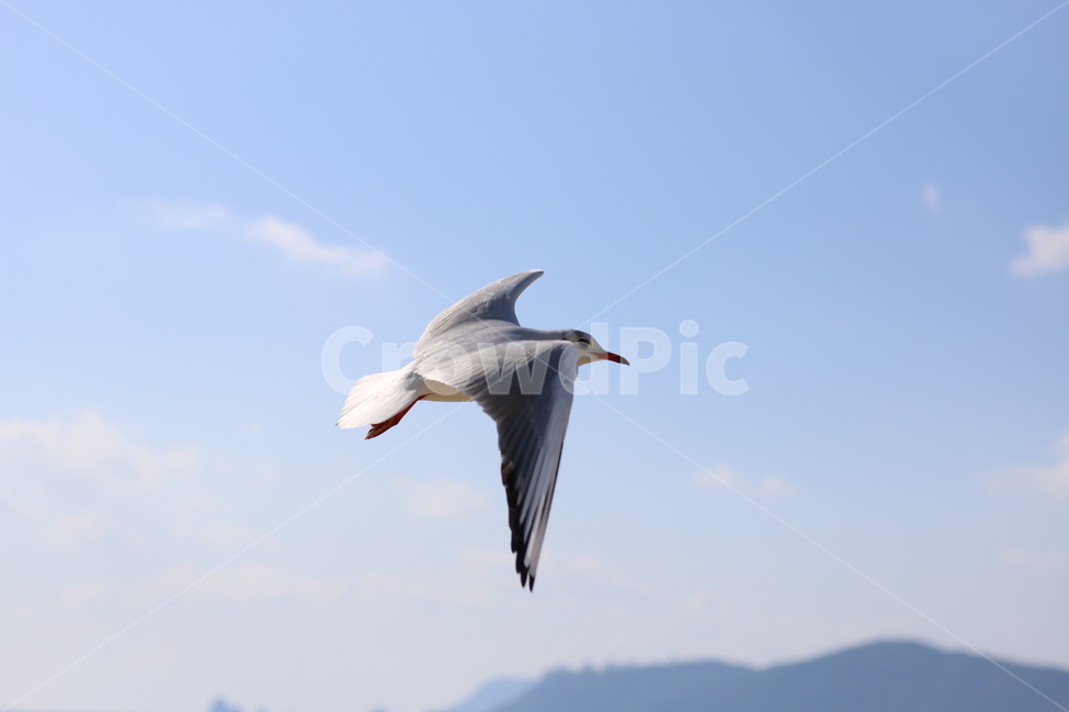 갈매기,비행,바다,하늘,날개,동물,animal,조류,새,birds