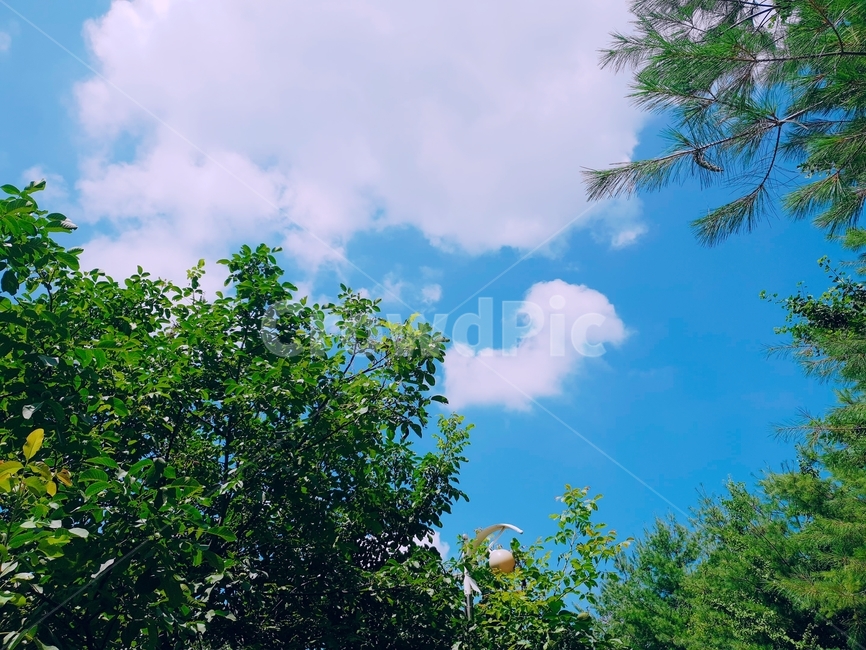 하늘,구름,나무,파랑,초록,여름,봄,낮,sky,cloud,green,blue