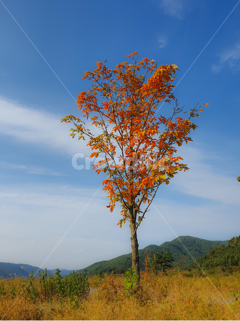 nature,자연,plant,식물,tree,들,field,옥외,outdoors,나무,grassland,목초지,가을,계절,fall,autumn,season,자연,풍경,nature,landscape