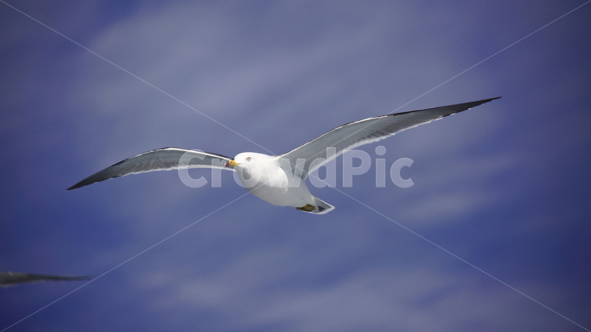 갈매기,바다새,대형조류,commongull,mewgull,laruscrassirostris,괭이갈매기,동물,animal,조류,새,birds