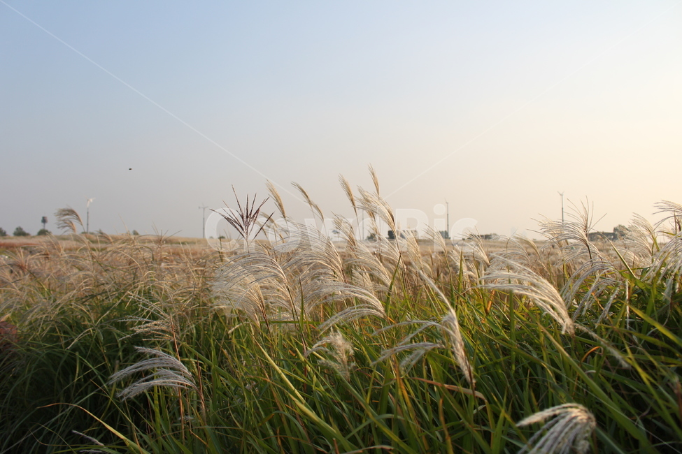 풍경,노을,억새,자연,풀,가을,가을,계절,fall,autumn,season,grass,잔디,plant,식물,lawn