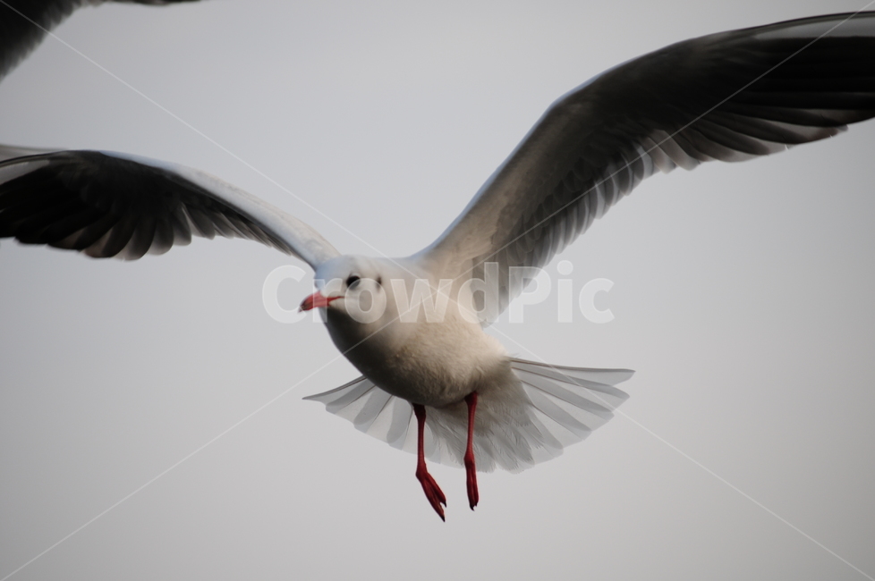 갈매기,바다,하늘,새,동물,조류,날개,동물,animal,조류,새,birds