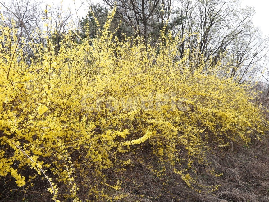 개나리,봄,봄꽃,개화,노란꽃,봄,계절,spring,season,plant,식물