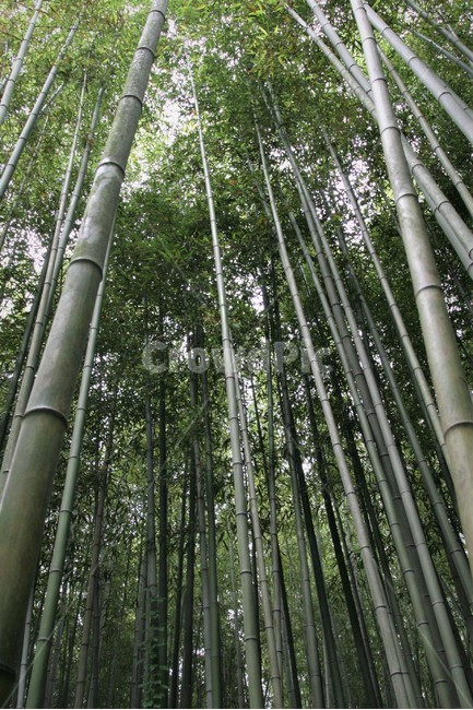 대나무,대나무숲,죽림,식물,녹색,식물,자연,plants,nature,나무,trees,wood