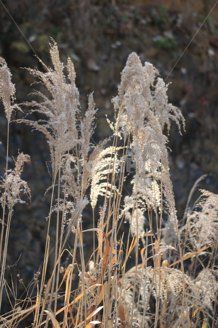 갈대,억새,식물,plant,가을,가을,계절,fall,autumn,season,식물,자연,plants,nature