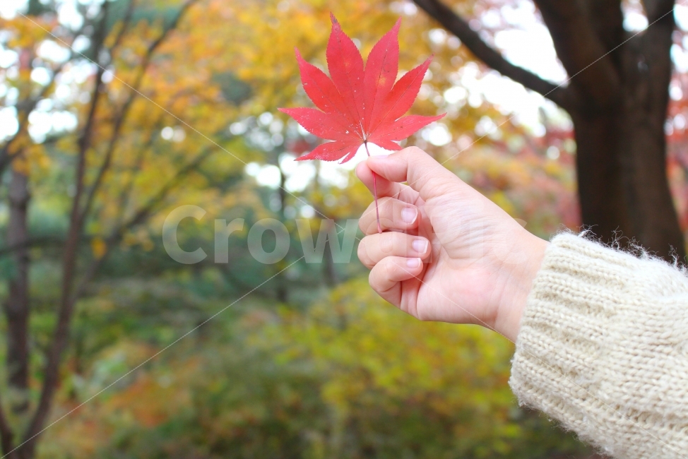 단풍,가을,감성사진,자연,단풍잎,잎사귀,잎,단풍나무잎,손,소녀,감성,가을,계절,fall,autumn,season,식물,자연,plants,nature,사람,인물,인간,human,person,신체일부,몸,body,leaf,plant,tree,나무