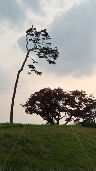 소나무,푸른초목,나무,초록식물,앙상한소나무