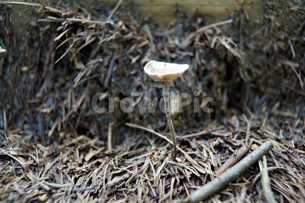 자연,버섯,nature,mashroom,우산,버섯,mushroom
